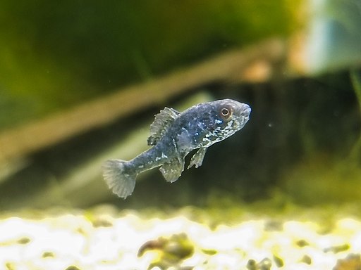 Image of a Spring Pygmy Sunfish