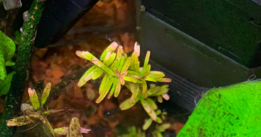 Image of uncared for Rotala Hra