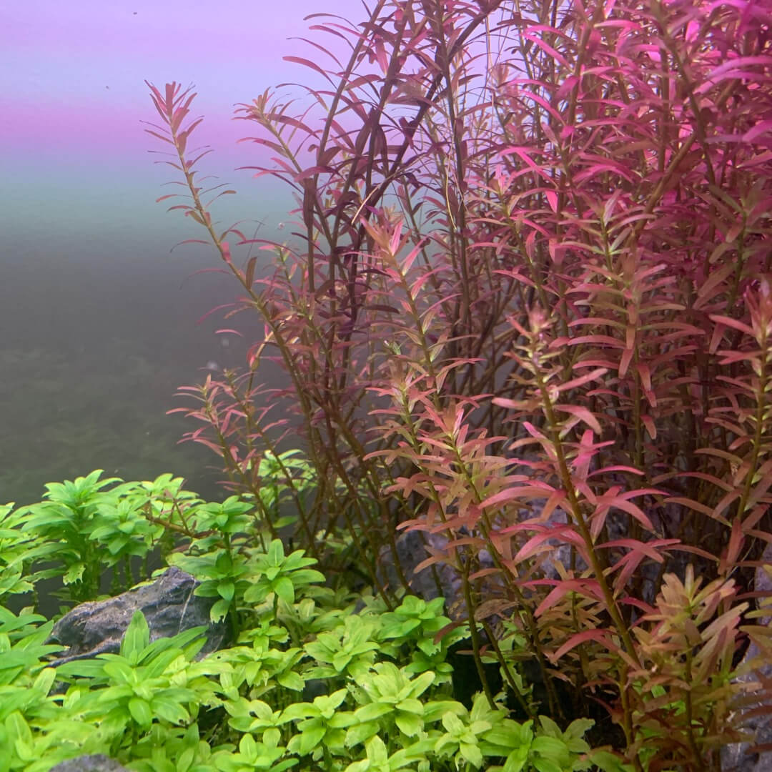 Image of Rotala Hra