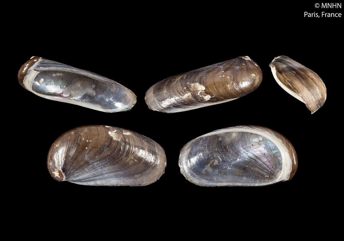 Image of Stomatella auricula shells