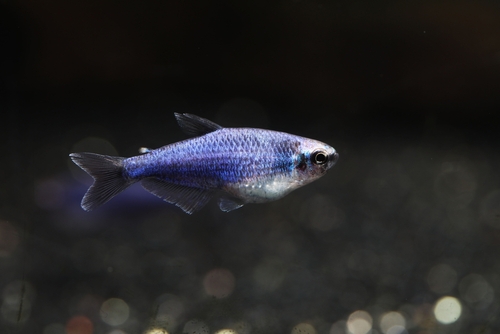 Top 5 Centerpiece Fish for your small to medium sized Community Aquarium. 