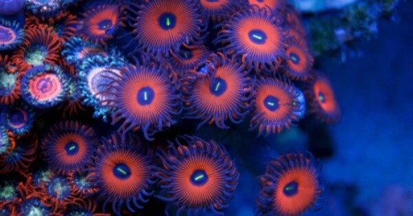 Image showing a large zoanthid colony