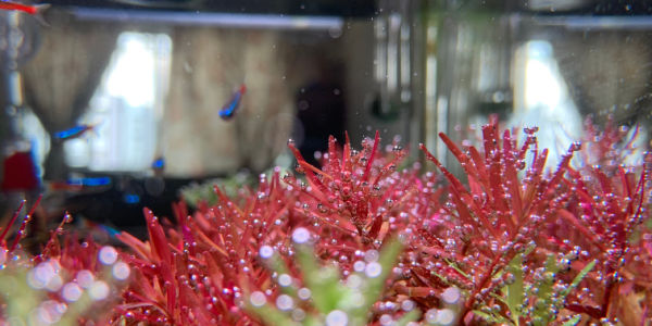 Image of Rotala Blood Red