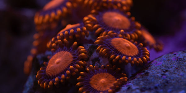 Image of a Zoanthid Coral