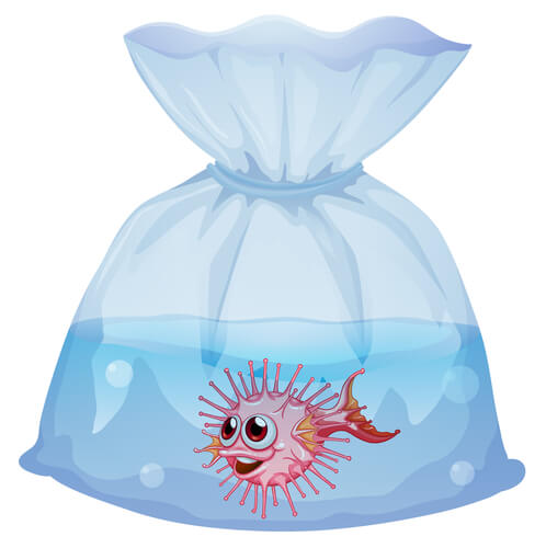 Image of a Pufferfish in a bag
