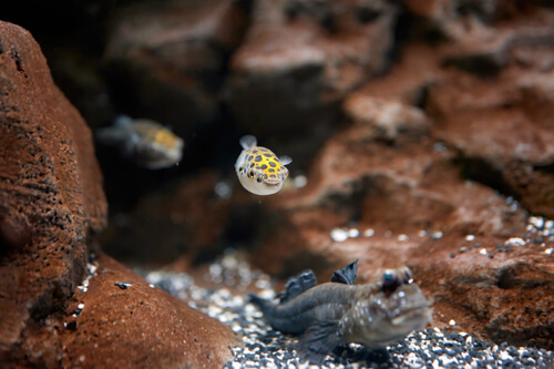A Green Spotted Puffer facing forward