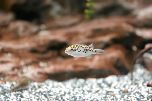 Image of a Green Spotted Puffer facing left