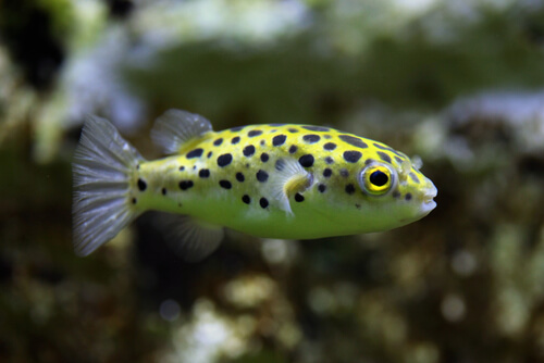 Image of a Green Spotted Puffer