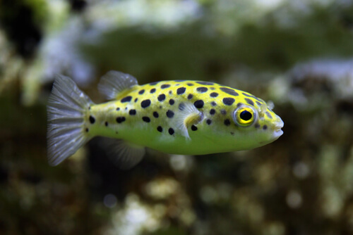 Image of a Green Spotted Puffer facing right