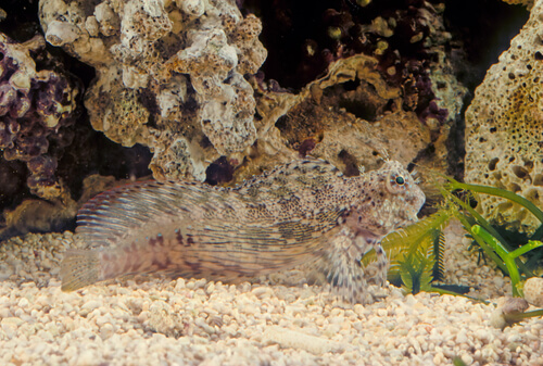 Lawnmower Blenny on Sandbed