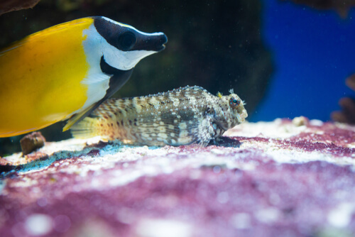 Image of a Lawnmower Blenny