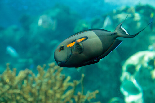 Image of an Adult Orange Shoulder Tang