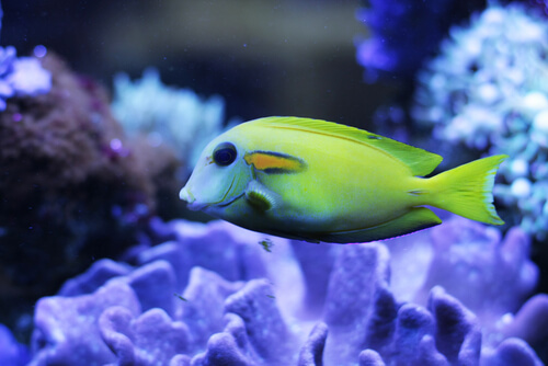 A Juvenile Oragne Shoulder Tang