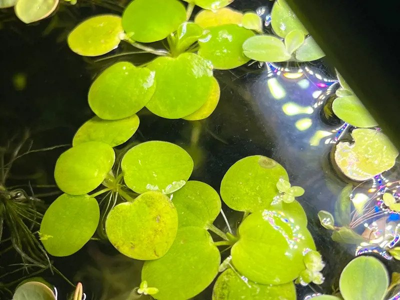 Amazon Frogbit