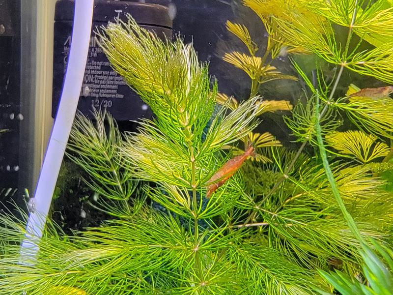 Image of Hornwort