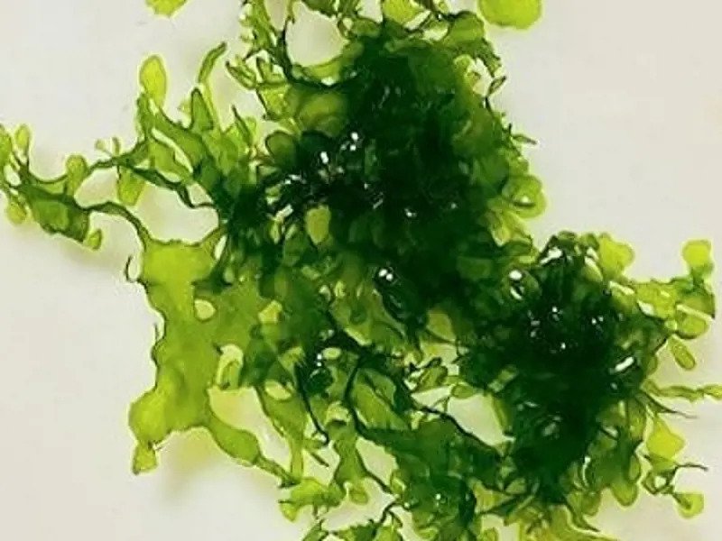 Image of Subwassertang