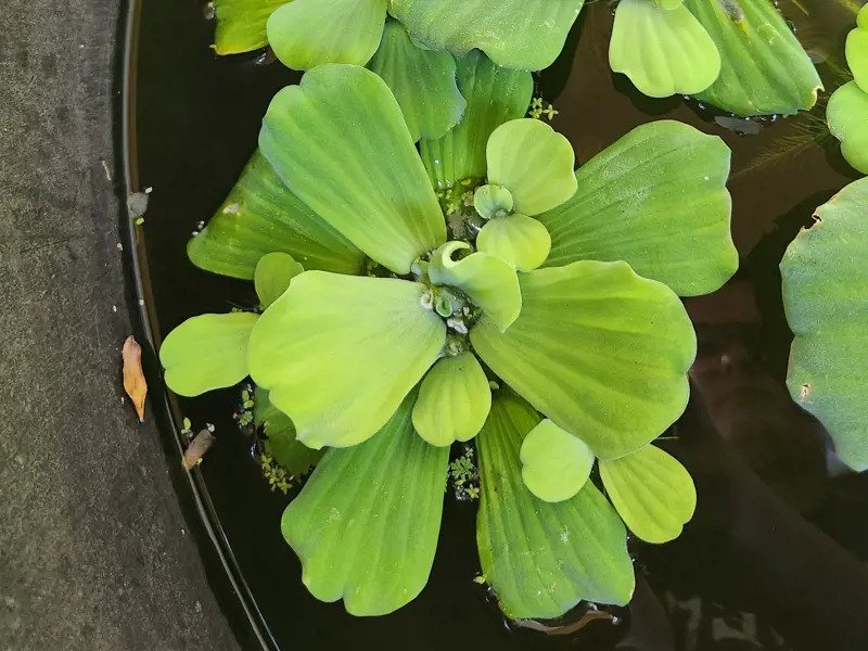 Image of Water Lettuce