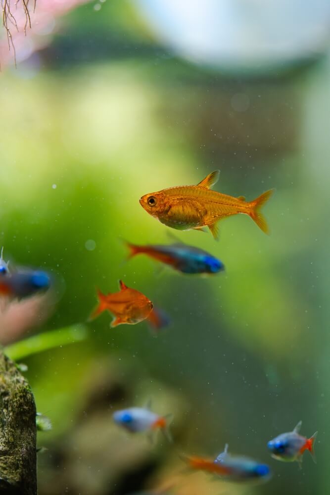 Ember tetras swimming with a group of Neon Tetras