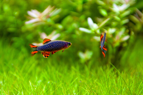 10 Best Fish for a Planted Nano Tank