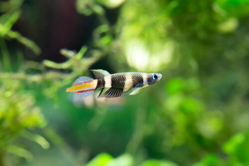 Image of a Rocket Clown Killifish