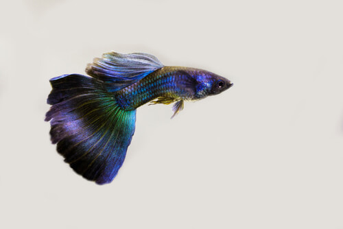 Image of a Blue/Purple Moscow Guppy