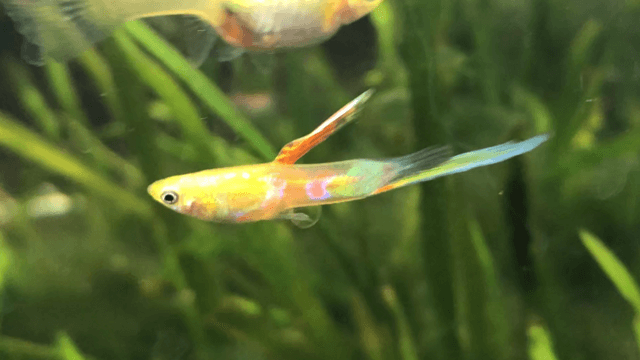 A Rare Guppy Strain