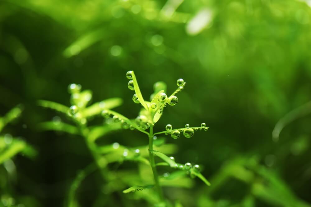 A Rotala sp Green