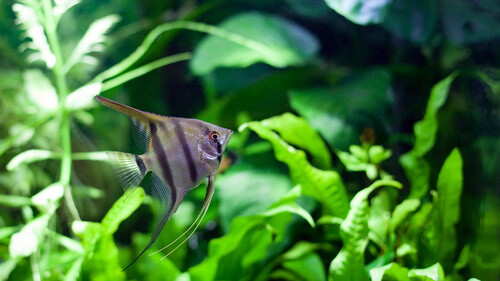 An Angelfish