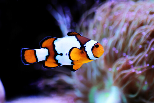 Image of a Snow Onyx Clownfish