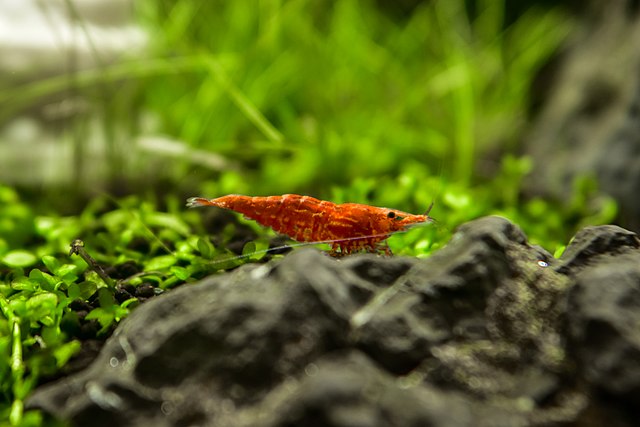 Image of a Cherry Shrimp