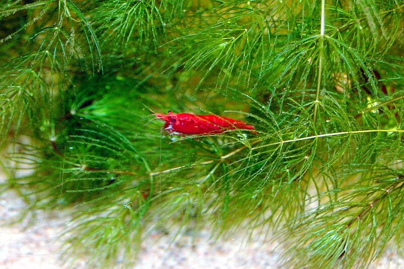 A Fire Red Cherry Shrimp