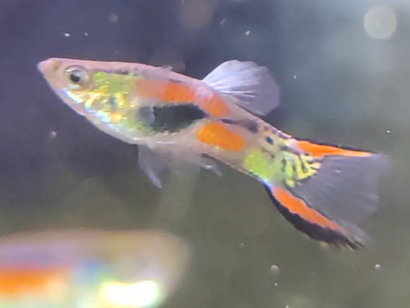 Black Bar Butterfly Endlers