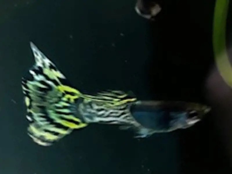 Green Lace Guppies