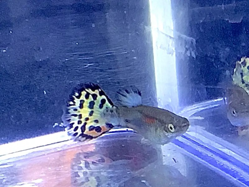 Rainbow Mosaic Guppies