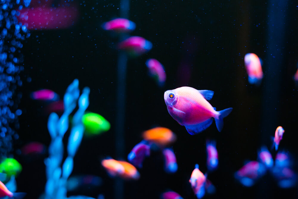 GloFish swimming in an aquarium