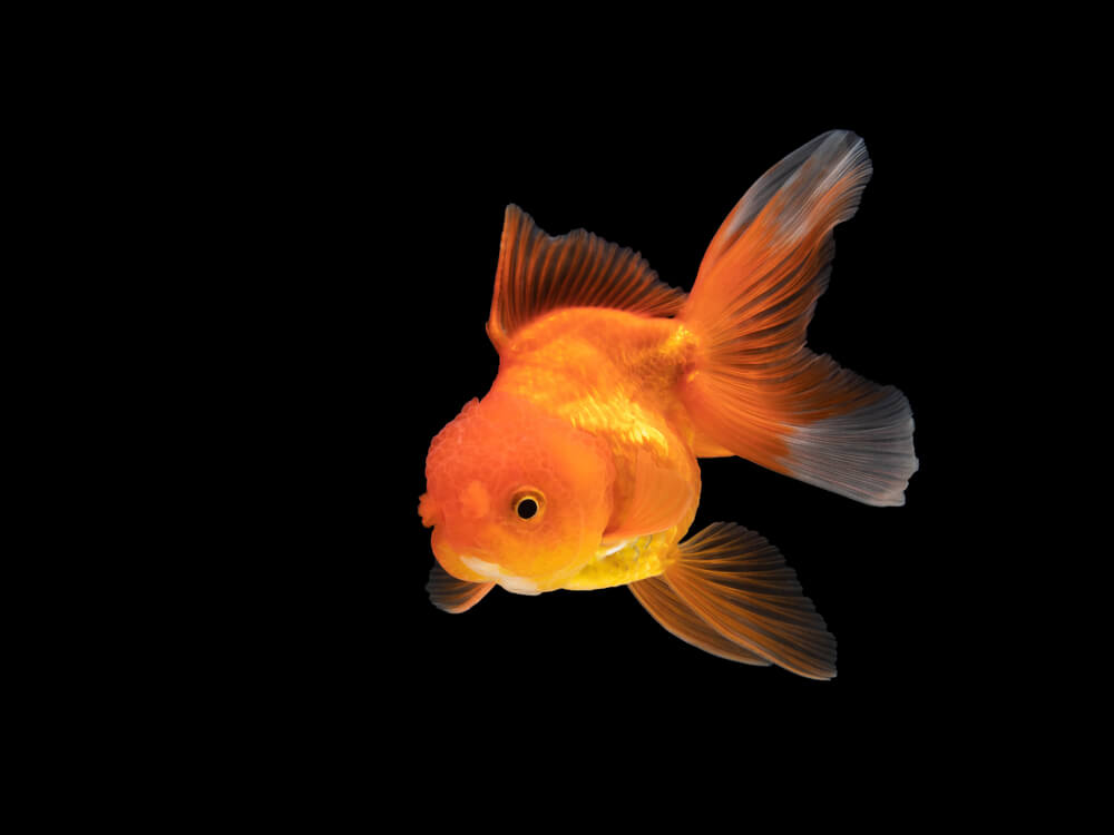 A Goldfish Swimming