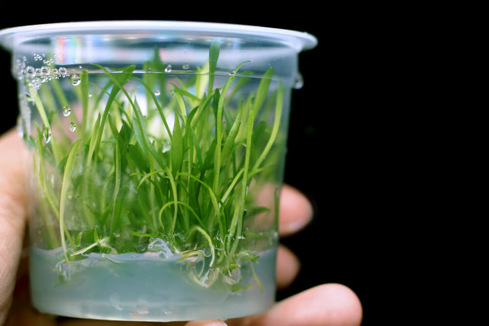 An aquatic plant sold as a tissue culture