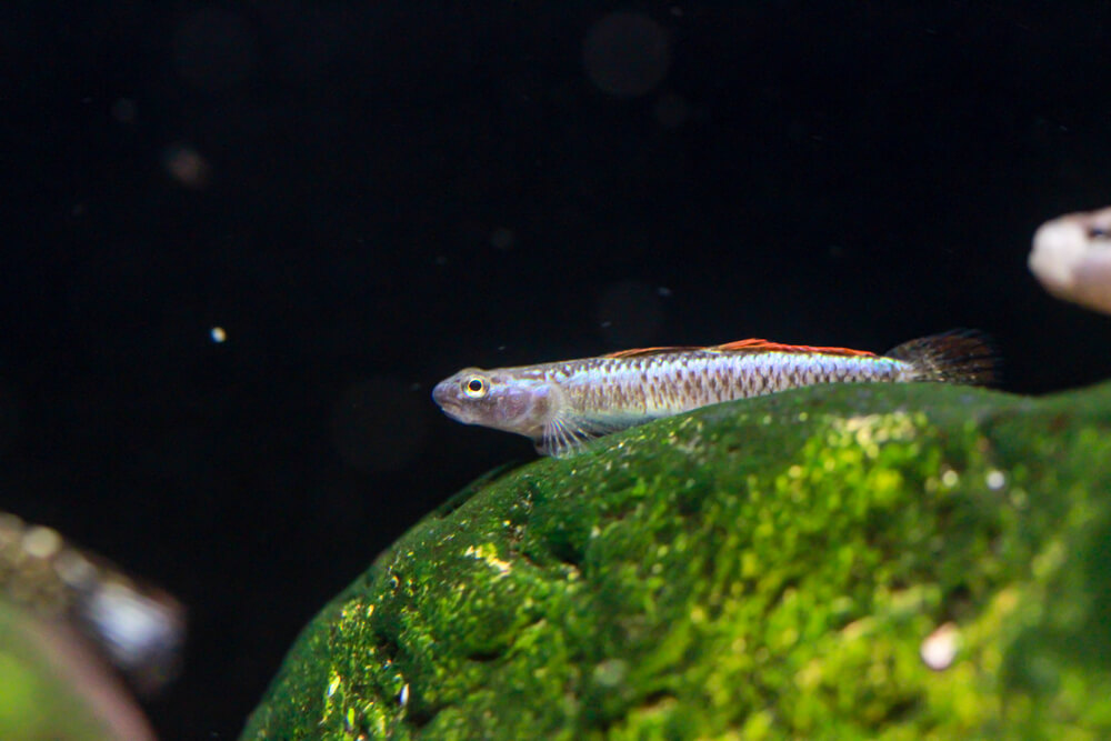 Blue Neon Goby