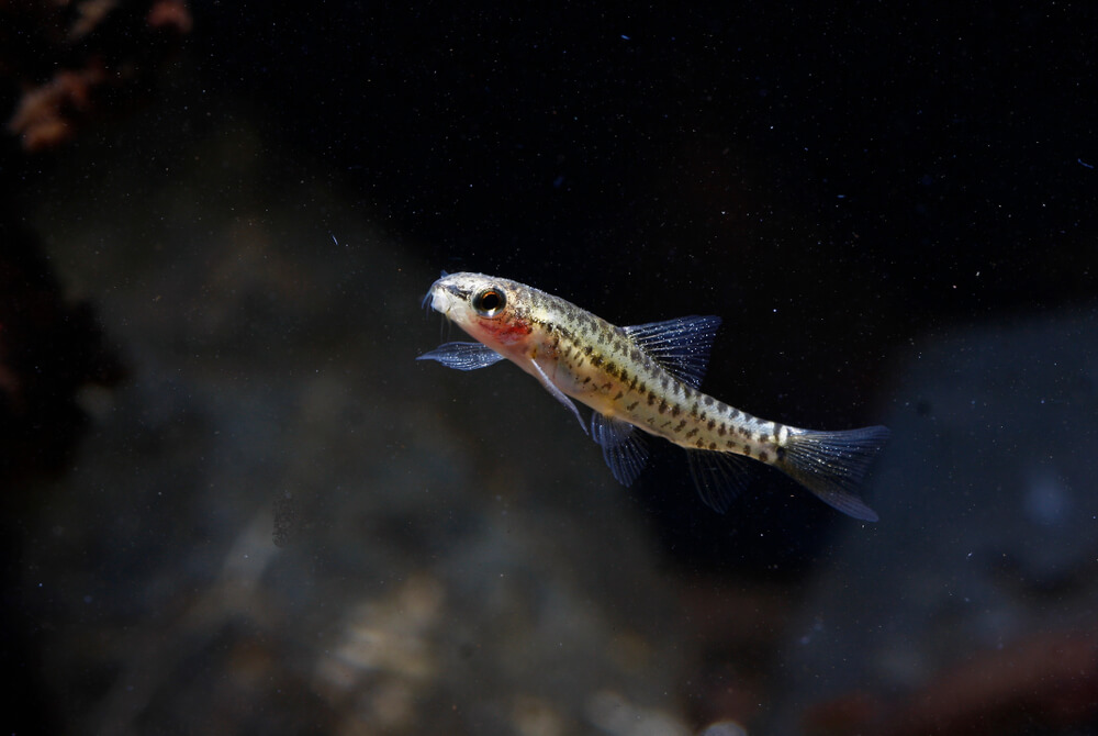 Rosy Loach