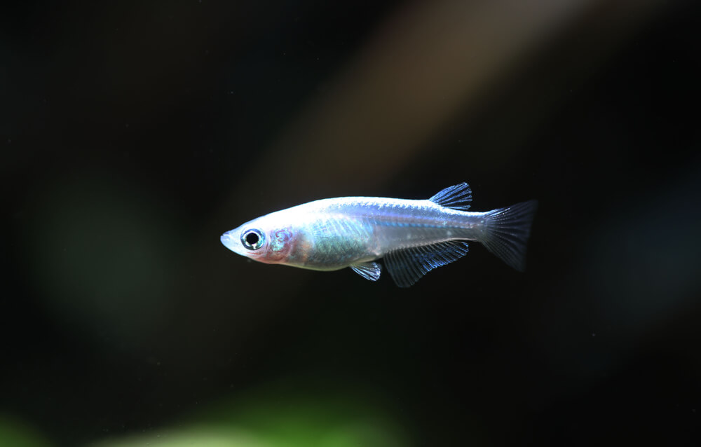 A Platinum Blue Medaka Ricefish