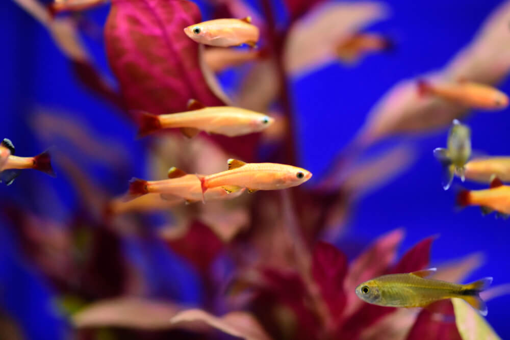 12 Coldwater Fish for Aquariums