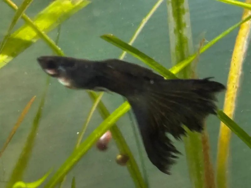 A Green Moscow Guppy