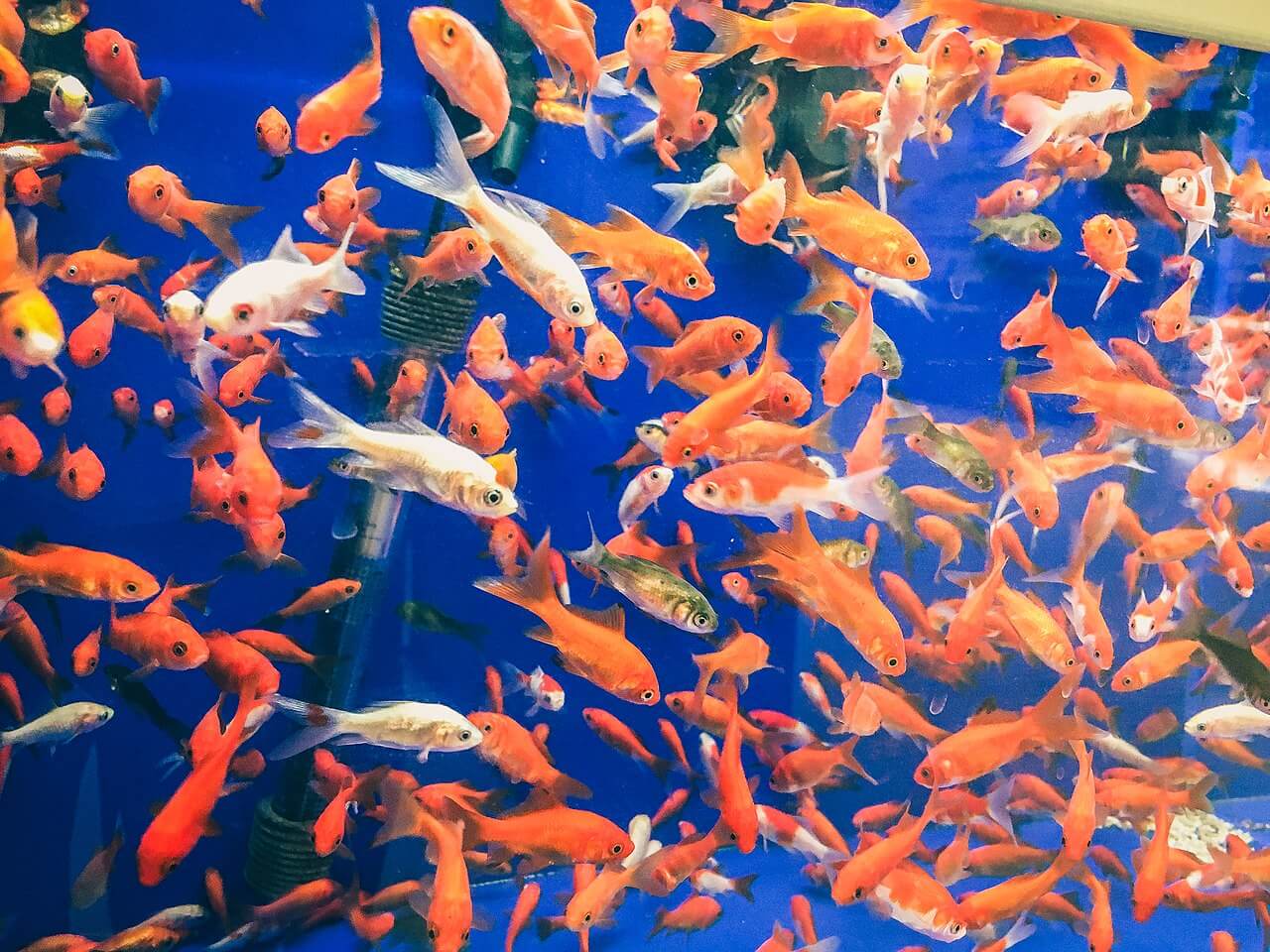 An Overcrowded Aquarium