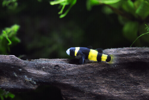 A Bumblebee Goby