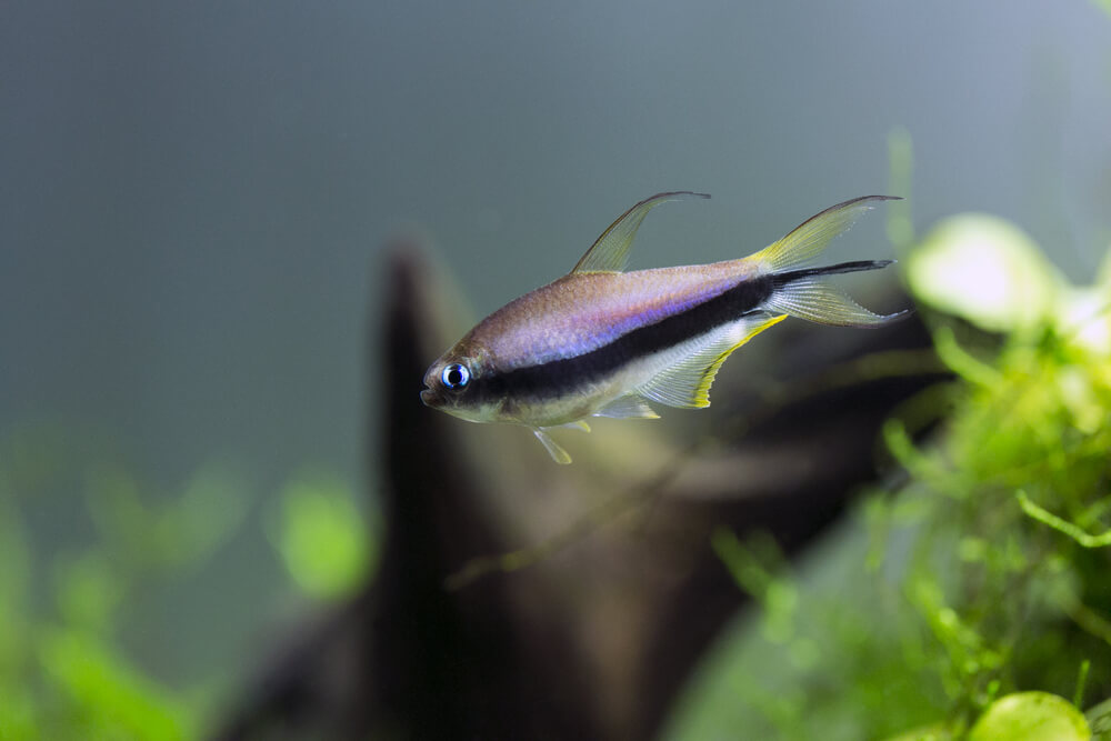 An Emperor Tetra