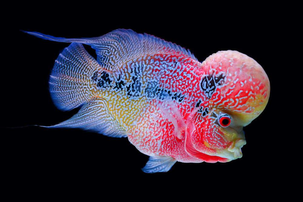 Flowerhorn Cichlid