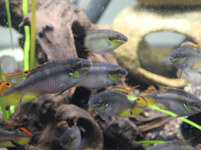 Kribensis Cichlid