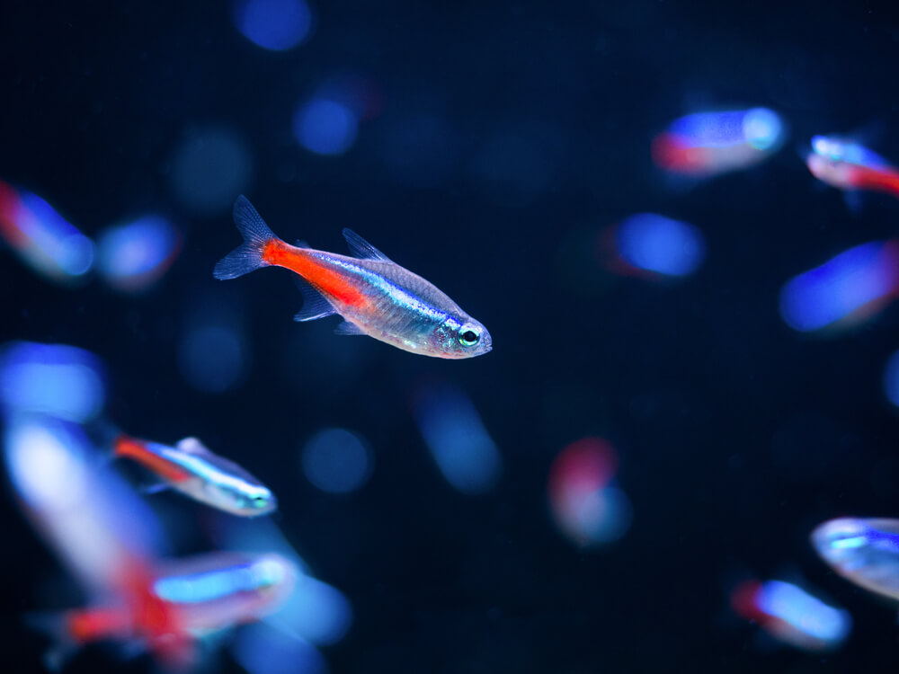 10 Best Fish for a 40 Gallon Tank