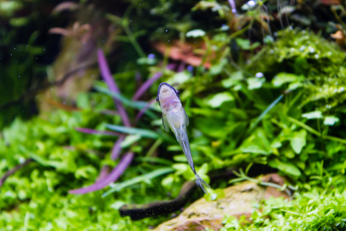 Otocinclus Vestitus