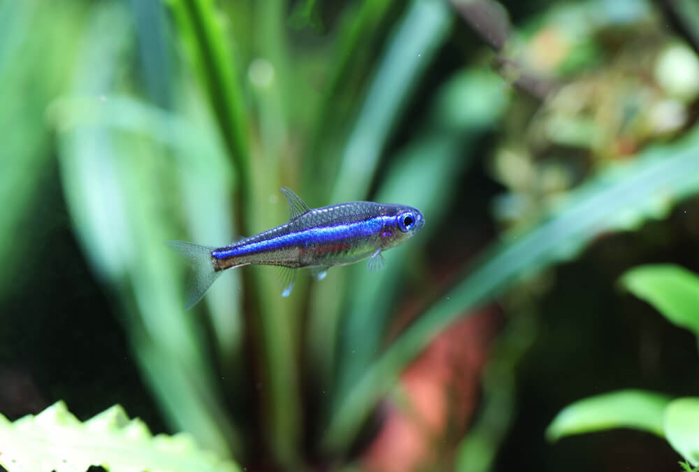 Green Neon Tetra